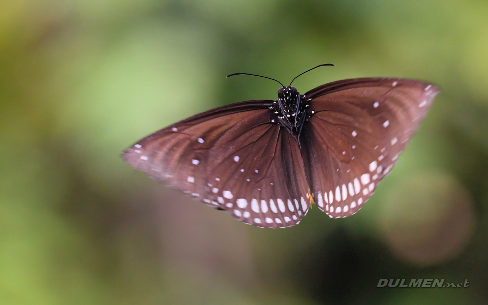 Common Crow Butterfly (male, Euploea core)